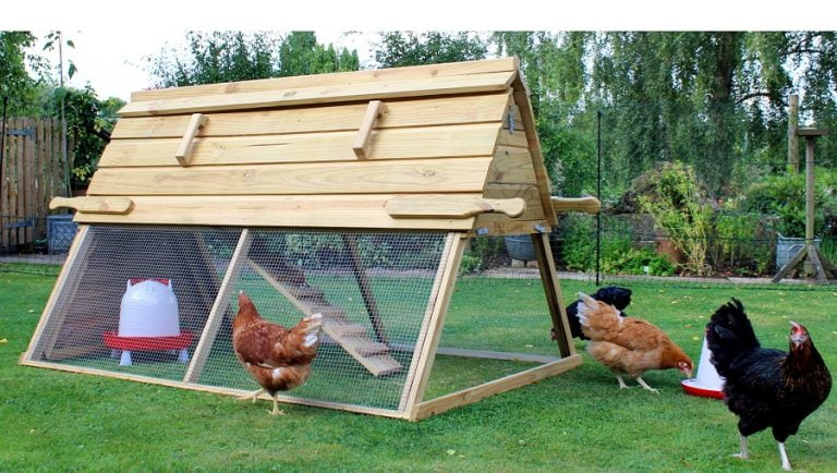 Tavuk Kümesi Örnekleri