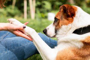 Bahçede Köpek İdrar Kokusu Nasıl Giderilir