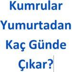 Kumrular Yumurtadan Kaç Günde Çıkar